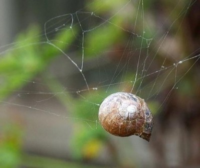This snail shell is home to a snail shell spider